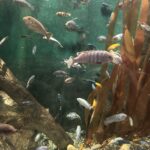 Chicago Fish