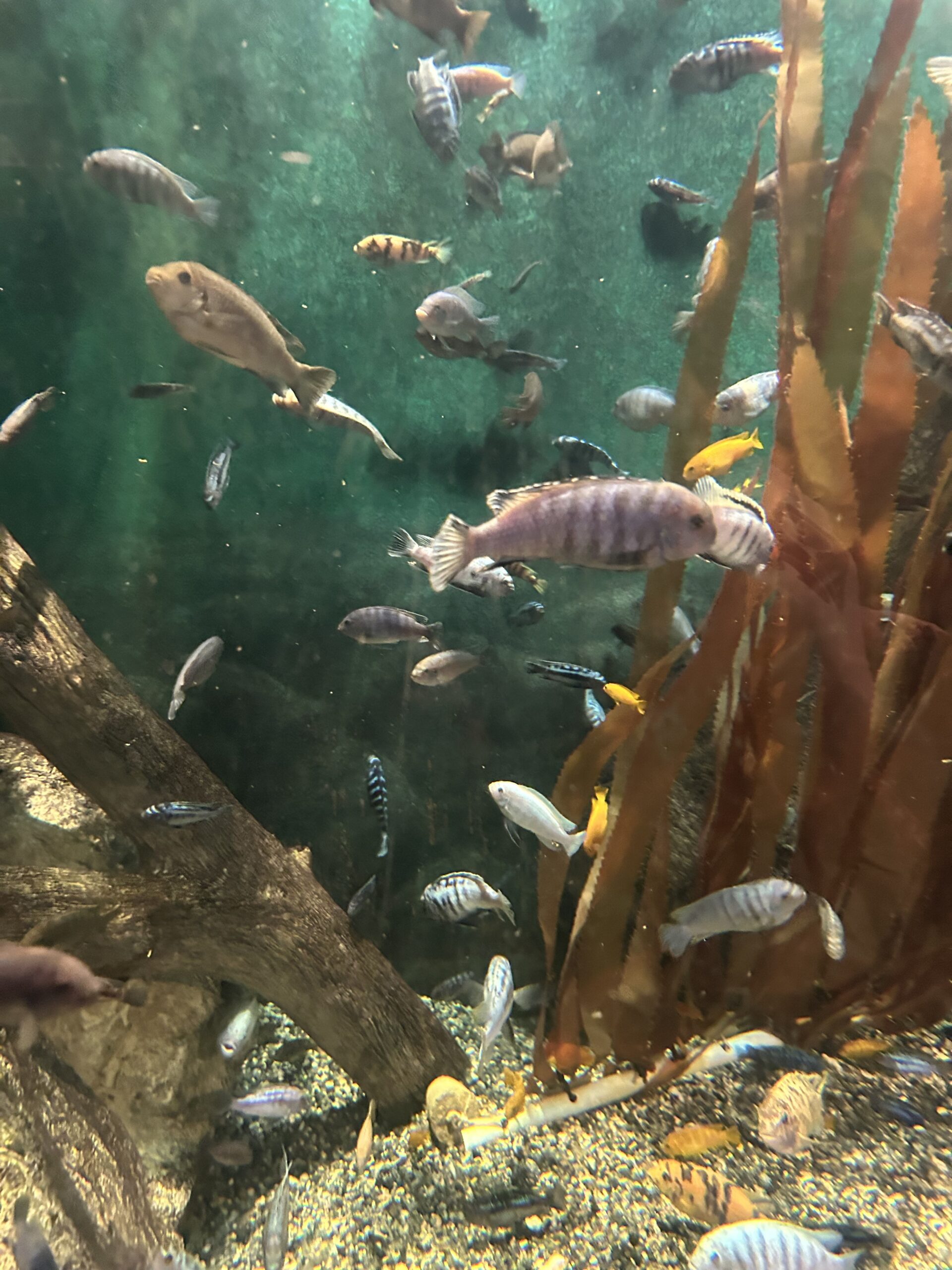 Chicago Fish